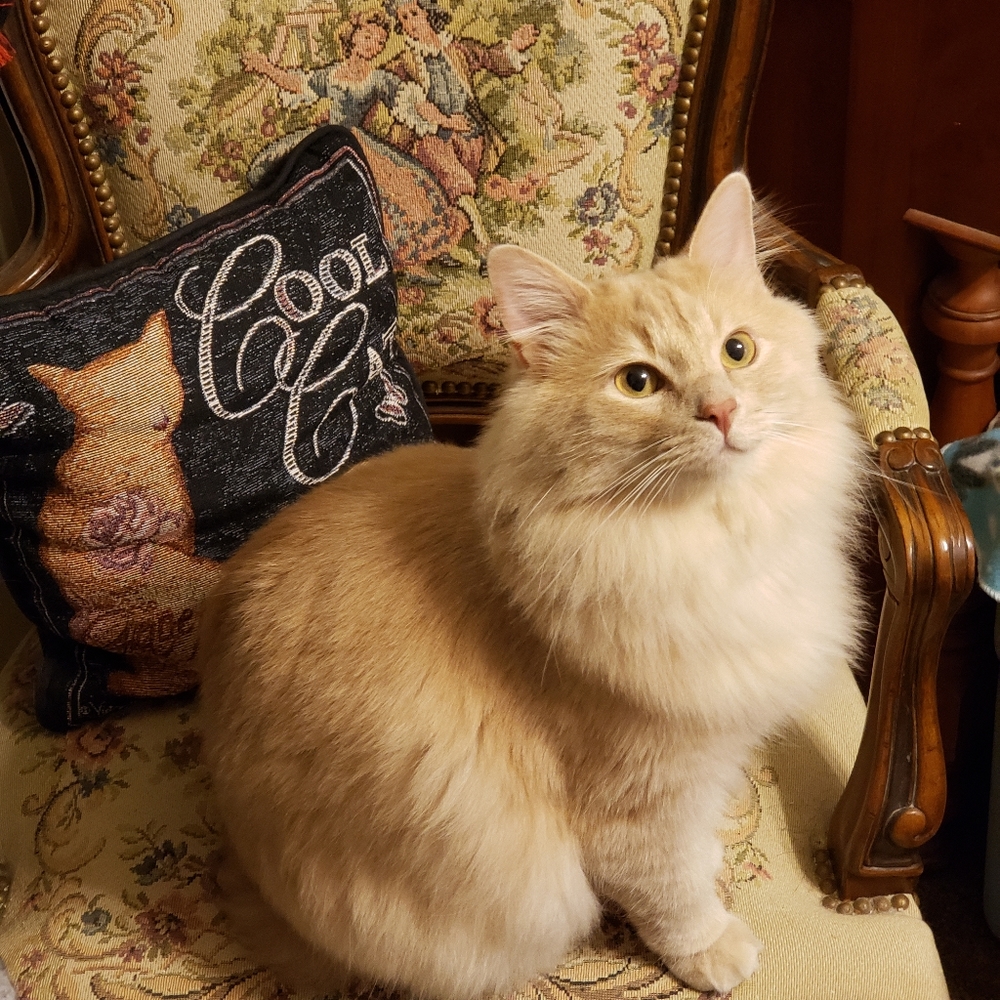 RESCUE KENTUCKY - Picture 10 of 17